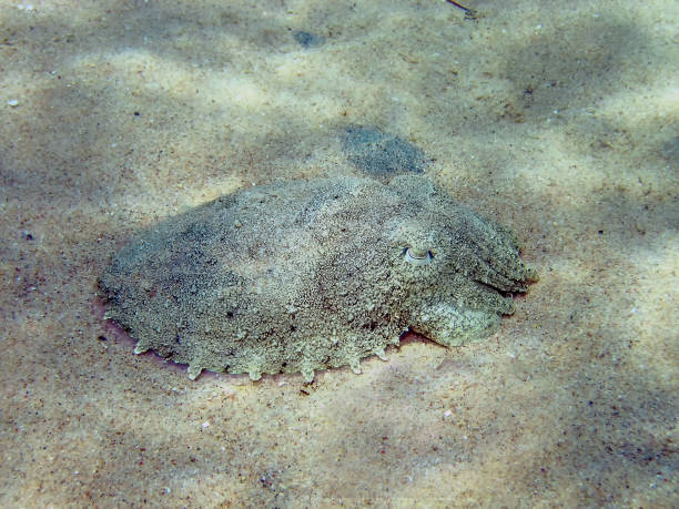 A Pharoah Cuttlefish (Sepia pharaonis) A Pharoah Cuttlefish (Sepia pharaonis) sepia pharaonis stock pictures, royalty-free photos & images