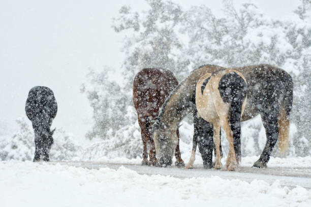 istock Horses in the snow 1182491622