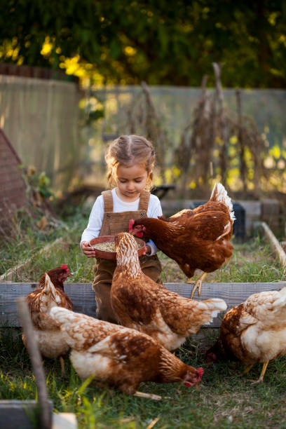 happy little girl in chicken farm - agriculture chicken young animal birds imagens e fotografias de stock