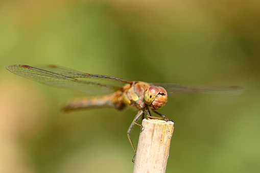 Meadow in summer time: single meadowhawk ( Sympetrum) resting on top of a stem.