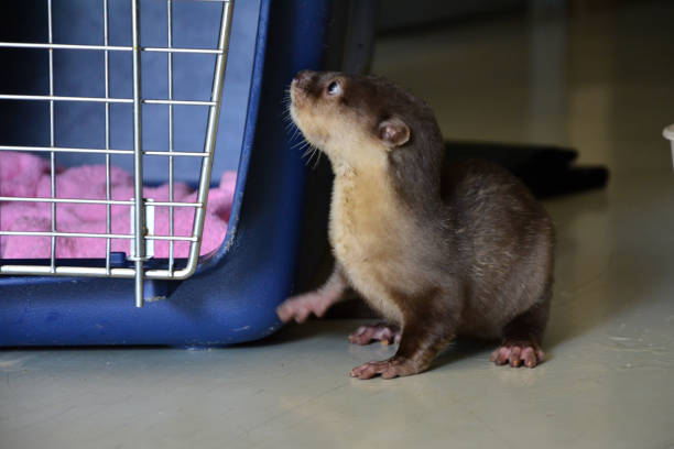 istock Baby otter 1182493289
