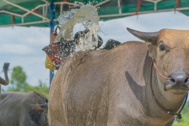 istock Buffaloes in farm 1182494947