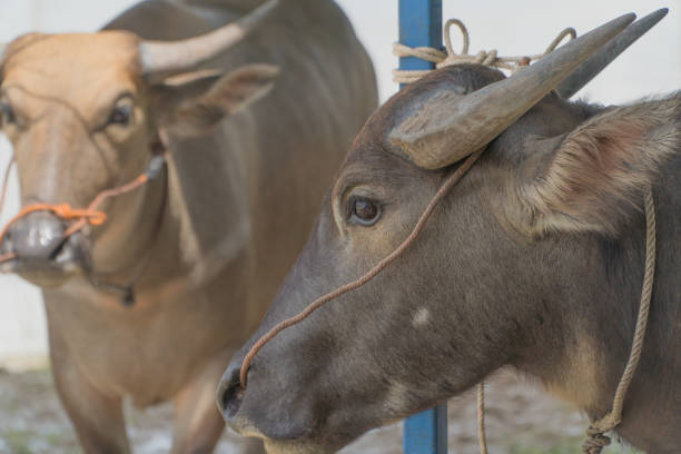 Buffaloes in farm