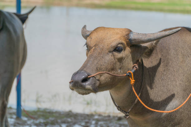istock Buffaloes in farm 1182494979