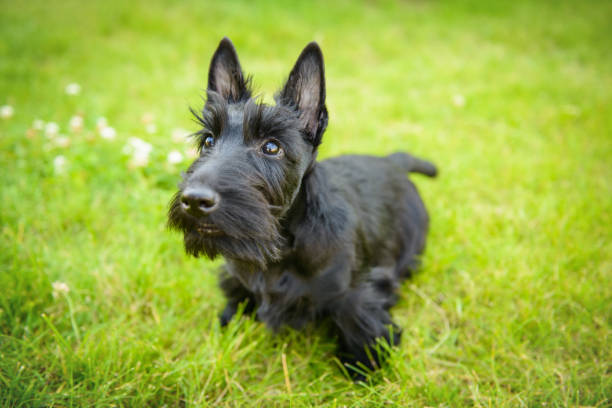 istock Scottish terrier portraits 1182498850