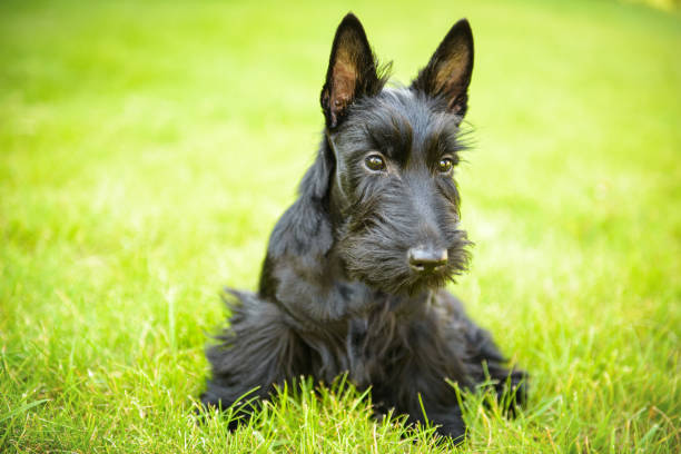 istock Scottish terrier portraits 1182498957