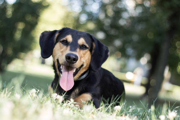 istock Portrait of cute dog 1182501658