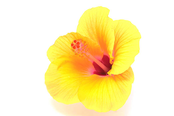 istock yellow hibiscus flower 118250191