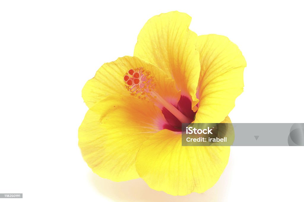 Amarelo Flor de Hibisco - Royalty-free Amarelo Foto de stock