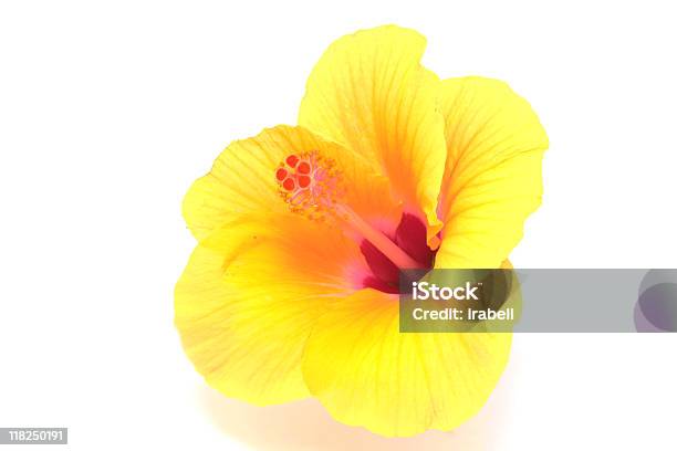 Amarelo Flor De Hibisco - Fotografias de stock e mais imagens de Amarelo - Amarelo, Beleza natural, Branco