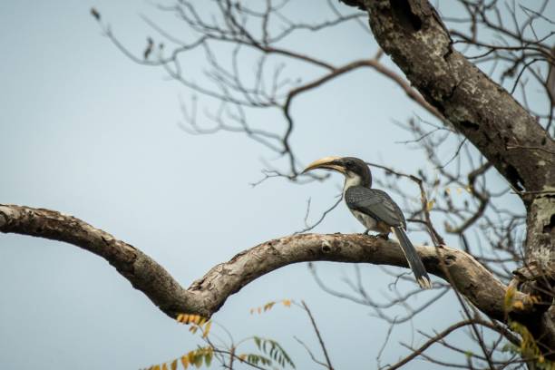 istock Sri lankan grey hornbill perches on a dead tree without leaves, colorful bird on clear background, Yala National Park, Sri Lanka, exotic birdwatching in Asia,bird in natural environment 1182501969