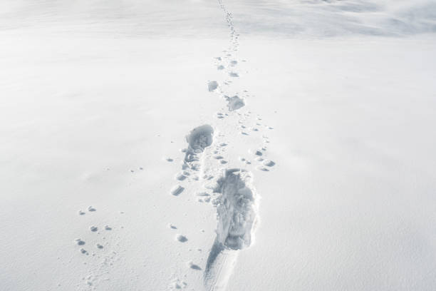 Footprints in the snow. Winter weather context. Walking alone Winter wandering scenery with footsteps in a thick layer of snow on a sunny day. Endless row of footprints in the snow. Winter background. ehrwald stock pictures, royalty-free photos & images