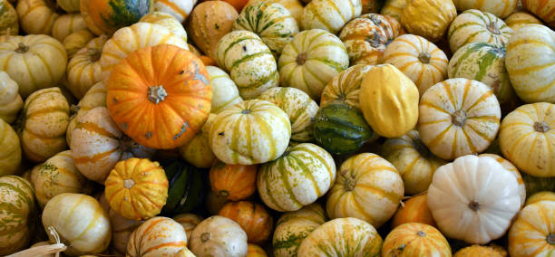 istock pumpkin can weigh between 10 to 15 pounds 1182502125