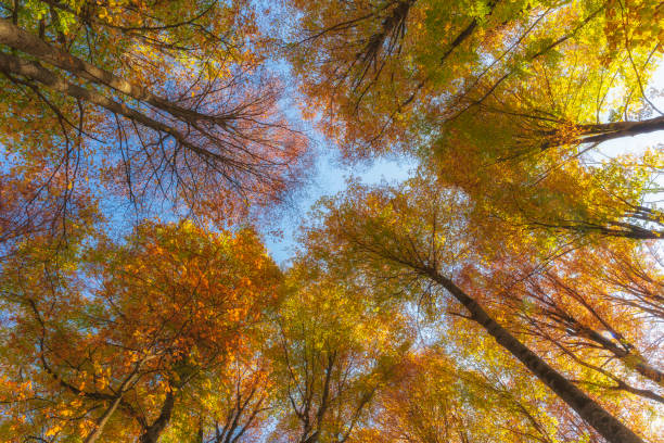 istock Autumn trees in the forest. Top to bottom view. 1182503301