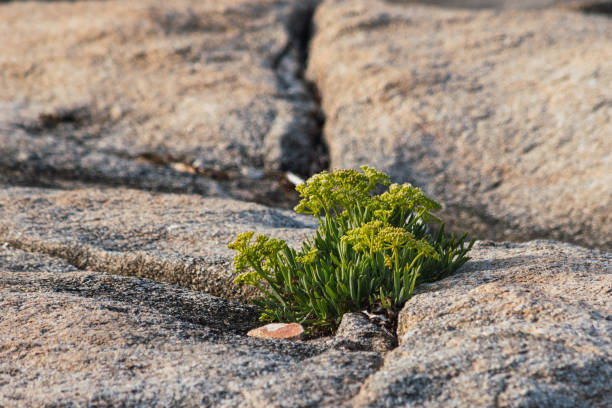 istock plant between rock by the sea 1182503349