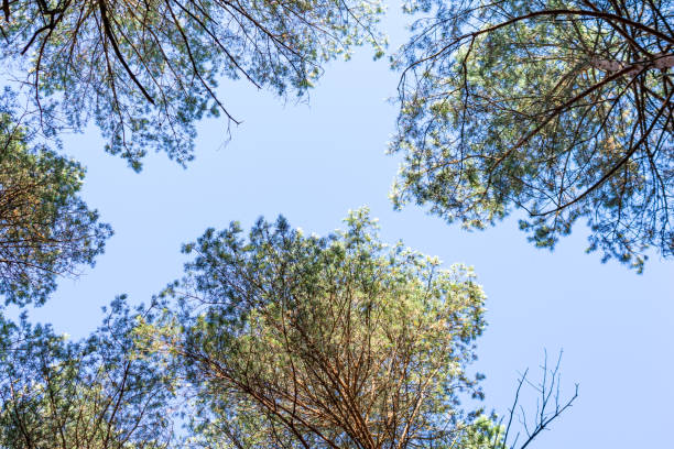 istock crown of pines against the sky 1182503552