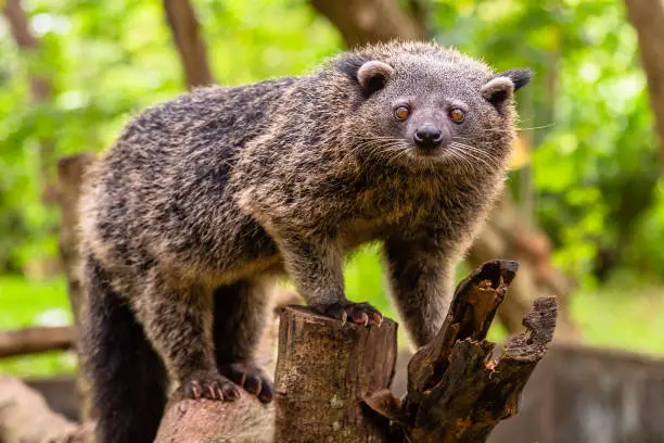 Photo of Binturong or philipino bearcat walking on the trees, Palawan, Philippines