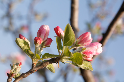 Close-up view of capturing the bloom of an apple tree on a sunny spring day.
