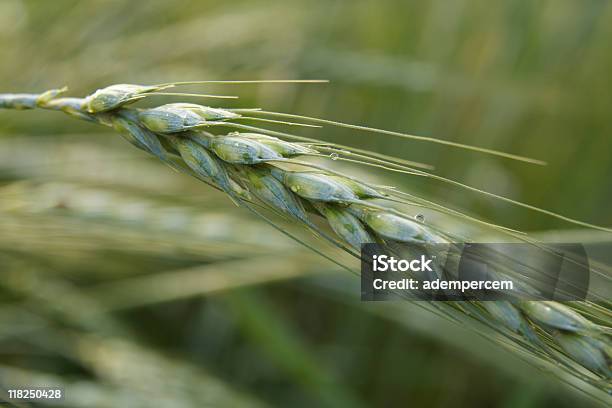 Allein Weizen Stockfoto und mehr Bilder von Beleuchtet - Beleuchtet, Bildhintergrund, Brotsorte