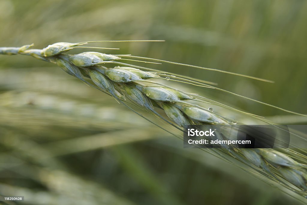 スタンドアロン小麦 - しずくのロイヤリティフリーストックフォト