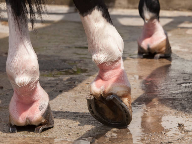 Horse's hind legs with horseshoes
