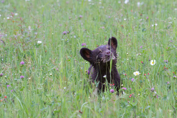 Black Bear Cub in a Wildflower Meadow