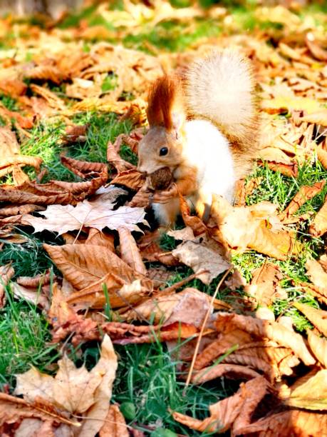 Golden squirrel eats a nut near yellow autumn leaves on the green grass