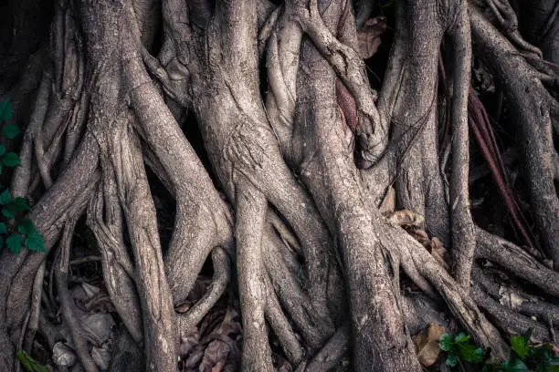 Closeup deep seated roots into the ground of an old Banyan tree