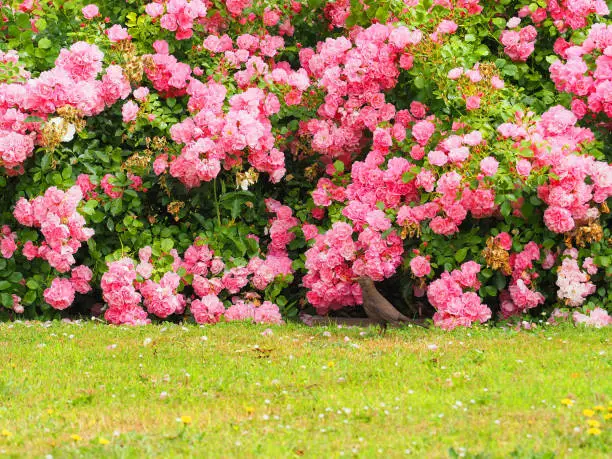 Photo of Blooming rose bushes, starling on the grass, gardening