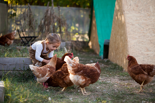 Little girl feeding chickens in organic farm