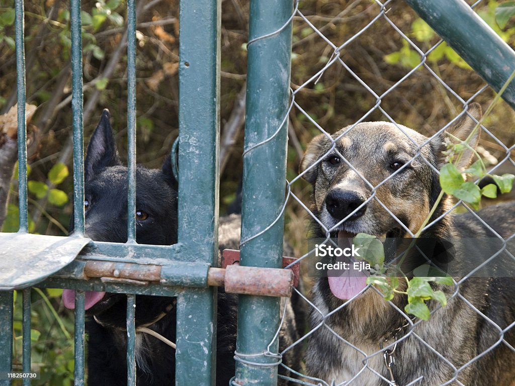 Mutt chiens dans un abri - Photo de Chien libre de droits