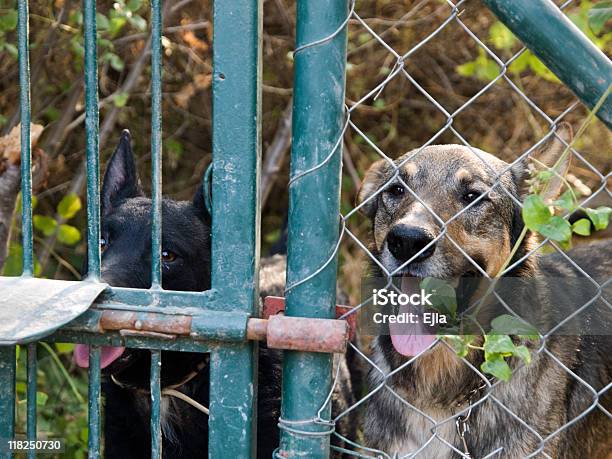 Photo libre de droit de Mutt Chiens Dans Un Abri banque d'images et plus d'images libres de droit de Chien - Chien, Chien croisé, Derrière