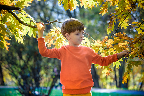 Photo of cute little boy enjoying autumnal nature, pretty infant playing in park, cheerful baby boy having fun outdoors, adorable kid in fall forest, happy child play with dry orange maple leaves.