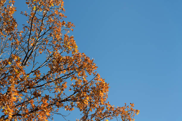 Detail of the highest treetop branches of an old tall oak tree with autumn colored gold, yellow, orange and red leaves on sunny day with clear blue sky in fall.
