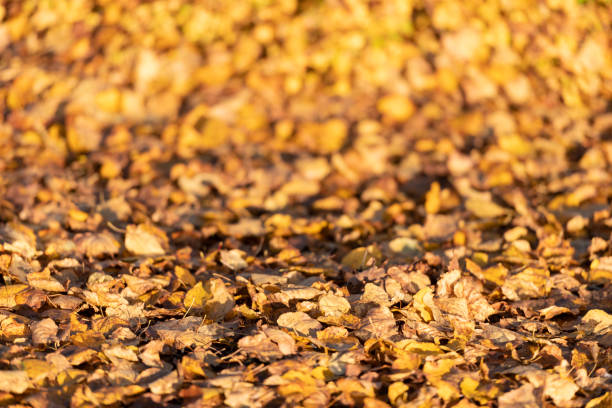 Wilted fallen (from surrounding trees) autumn colored leaves in gold, yellow, orange and read lying on the ground on a sunny day in fall. Shallow depth og field with focus placed on the nearest leaves. The background is blurred (copy space).
