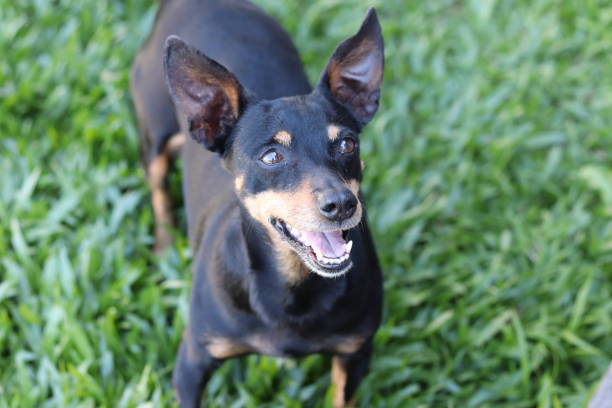 istock A dog enjoying a sunny afternoon in his backyard. 1182508235