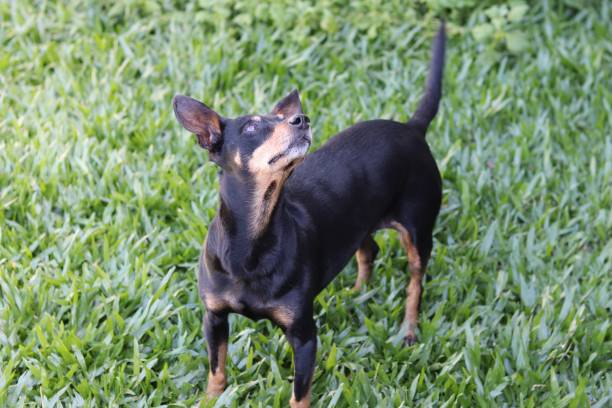 istock A dog enjoying a sunny afternoon in his backyard. 1182508437