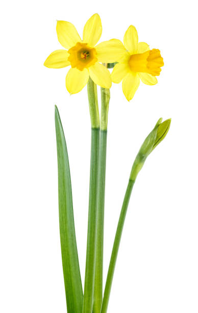 istock Narcissus flowers isolated on a white background 1182510127