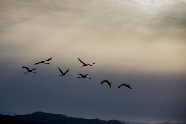 istock Flamingos resting on Lake Korission, Corfu 1182510217