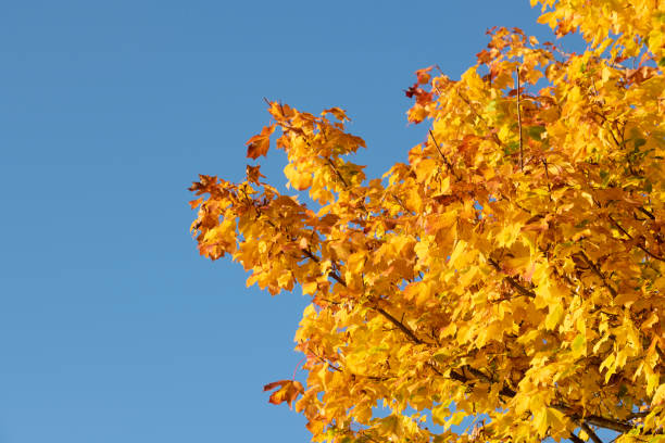 Detail of the some branches of an old tall Acer platanoides maple tree (or Norway maple tree) with autumn colored (in gold, yellow, orange and red) leaves on sunny day with clear blue sky in fall. Shallow depth of field.