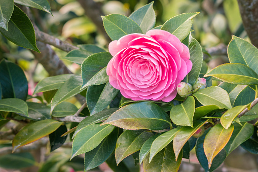 closeup of pink double-flowered camellia flower in bloom with blurred background