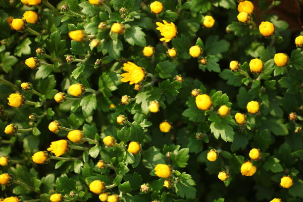 istock autumn landscape bright flowers close up 1182511837
