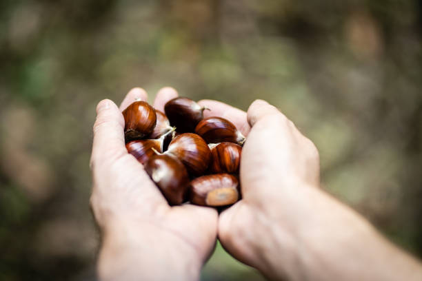 holding fresh chestnuts in hand - castanhas imagens e fotografias de stock