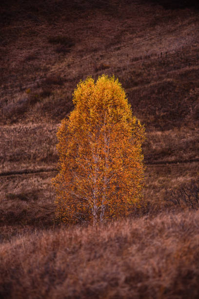 Birch tree with yellow autumn leaves on hillside