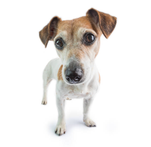 istock adorable dog portrait on white 1182513998