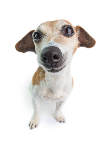 istock silly cute dog face 1182514019