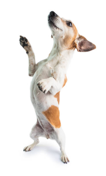 istock funny dog on hind legs 1182514056