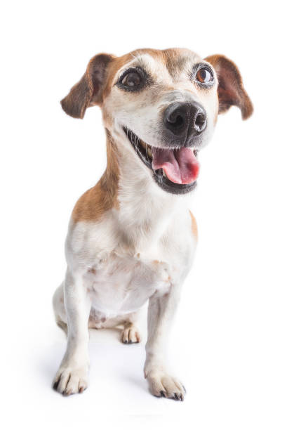 istock dog sitting on white background 1182514103