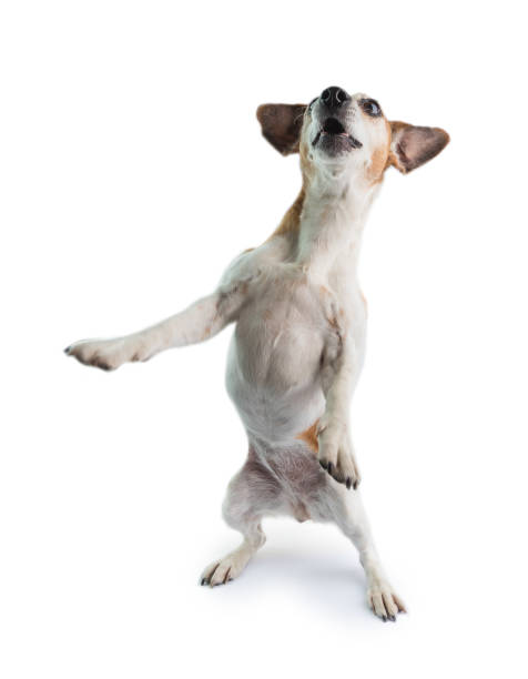 Funny Dog Surprised Shocked Pose Stock Photo - Download Image Now - Dog,  Humor, Looking - iStock