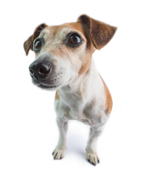 istock smelling dog Jack Russell terrier 1182514259